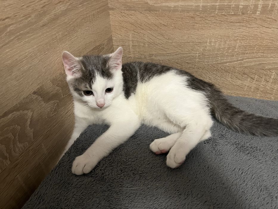 Отдам прекрасного мальчика котенка