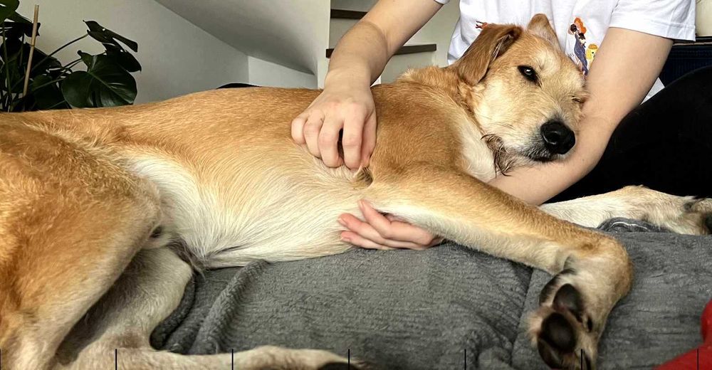 Energiczny Perez szuka odpowiedzialnego domu