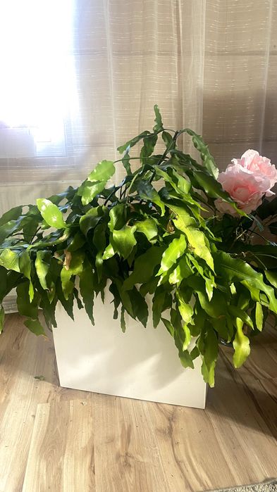 Kwiat Królowa jednej nocy