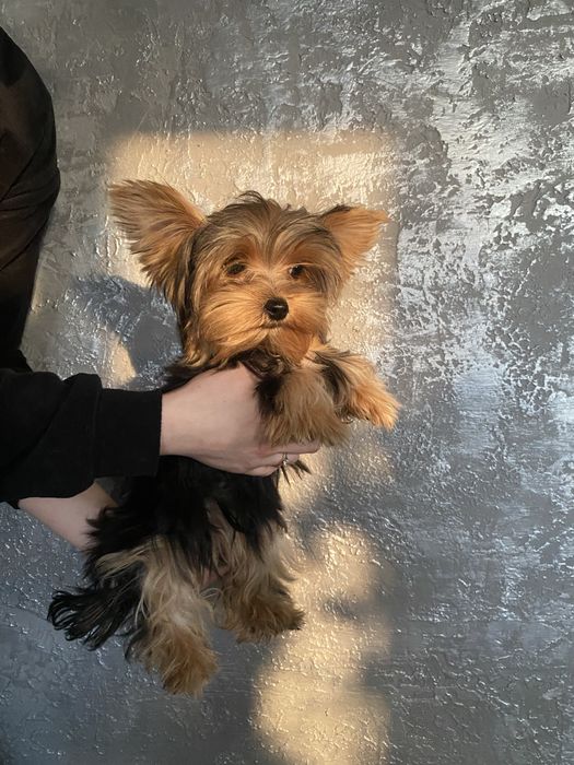 Йорк.  дівчатка міні