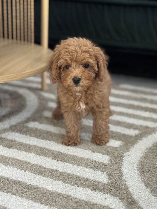 Cavapoo piesek