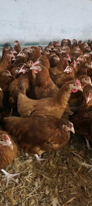 Kury Kurki Kurczaki od Hodowcy ! 24 tyg NIOSKI !! ZAPRASZAM !!