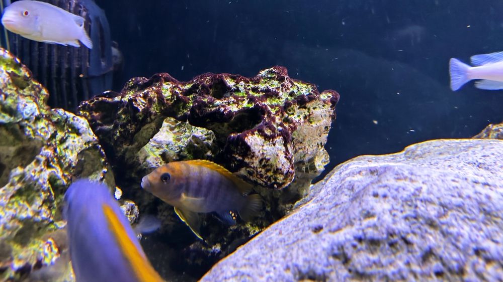 Pack ciclídeos africanos