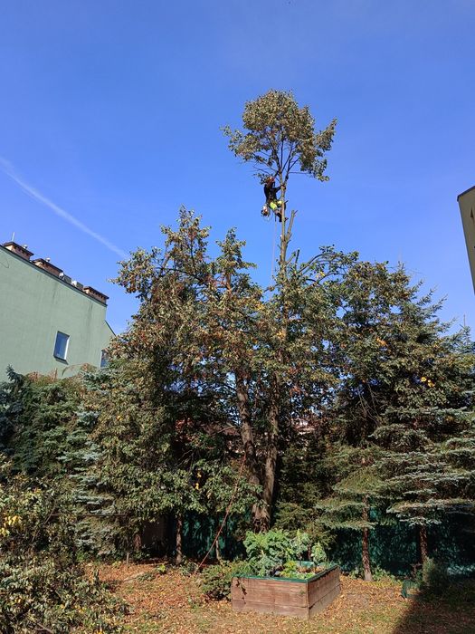 Usługi rębakiem spalinowym Wycinka Drzew