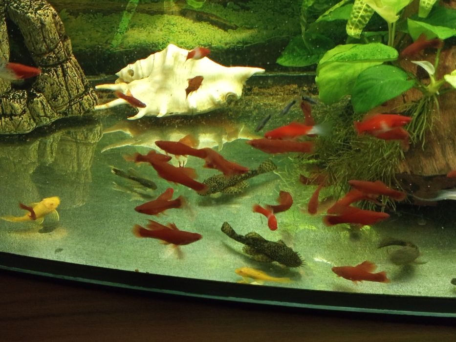 Mieczyki koi i kohaku