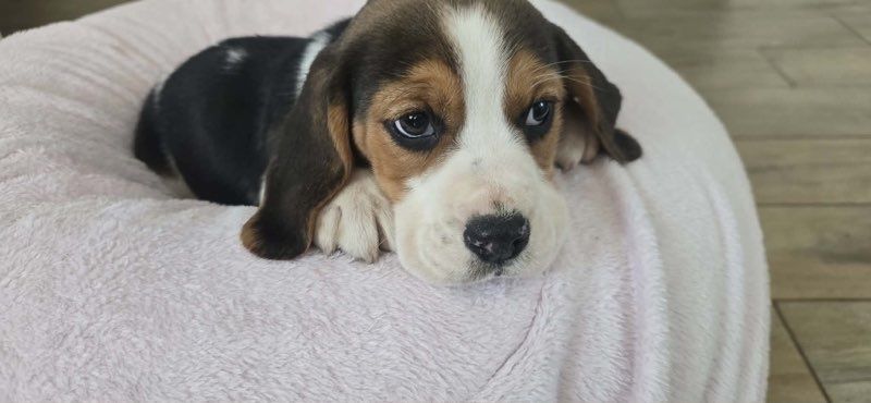 Beagle trikolor aktualne