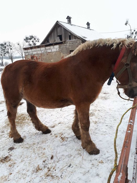 Klacz zimnokrwista sztum