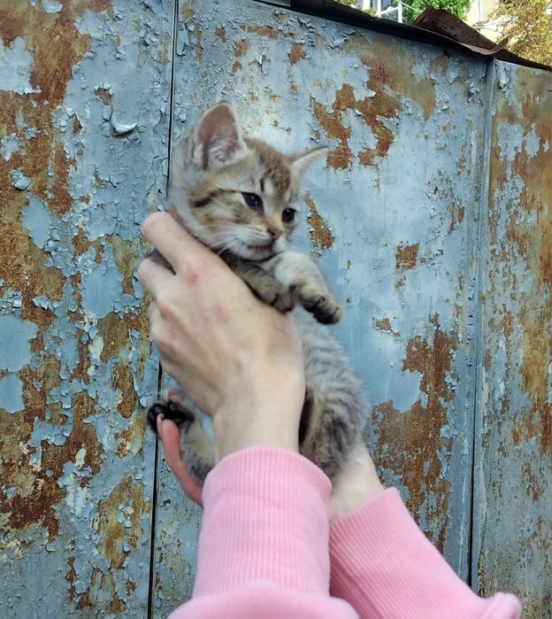 Допоможіть спасти манюню та знайти сім'ю дівчинкі!