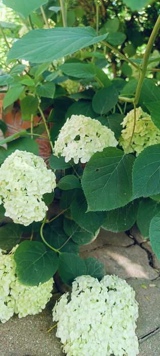 Datury, hortensje, hibiskusy i inne kwiaty ogrodowe
