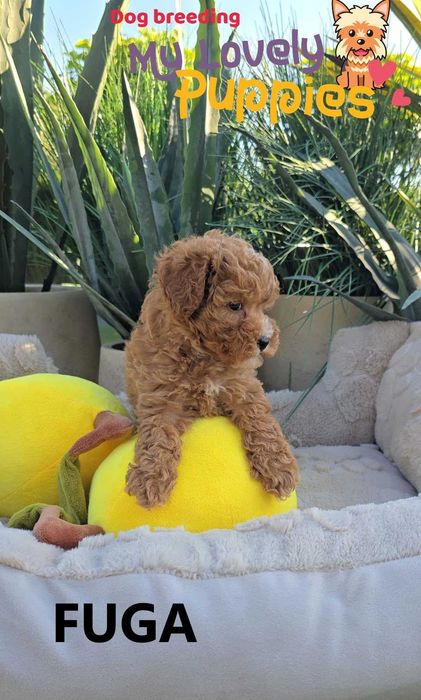 Cavapoo dziewczyna Fuga