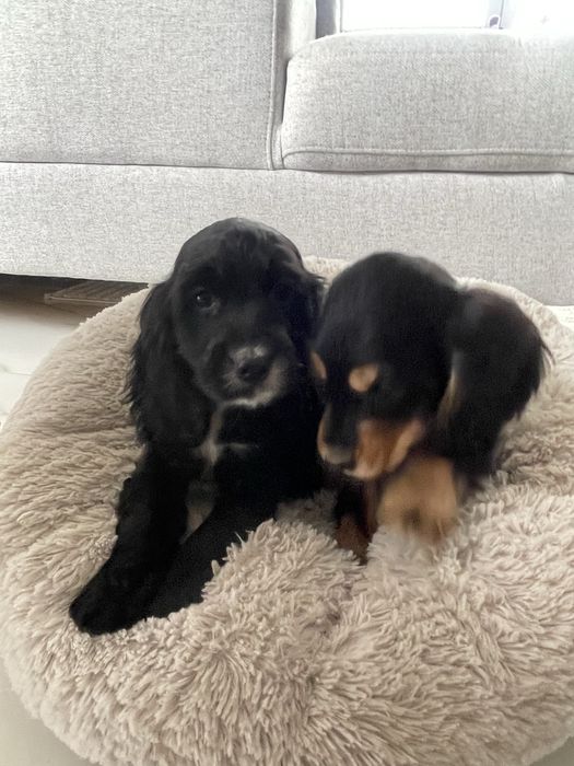 Cocker Spaniel Suczka Black