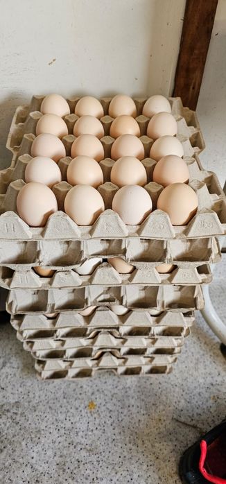 Sprzedam jajka z dostawą do domu hurt/detal