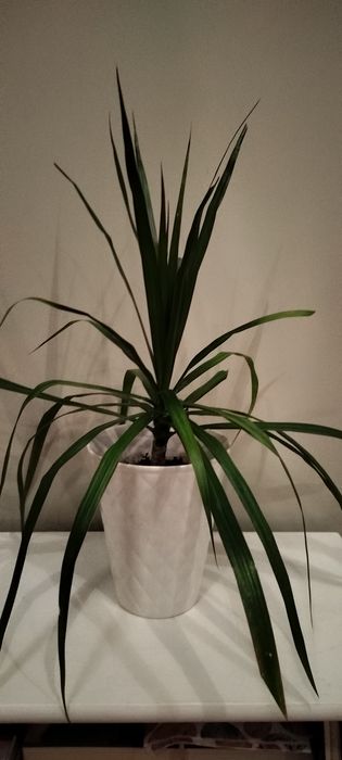 Dracena obrzeżona