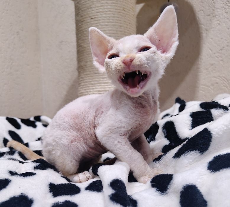 Devon rex kocurek