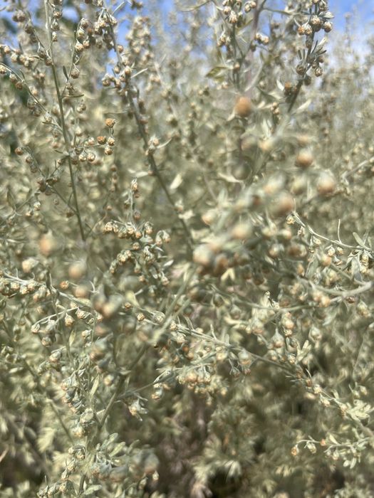 Piołun z lubelskiej Ibizy