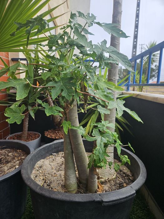 Papaia da montanha * Papaia da montanha (Vasconcellea pubescens)