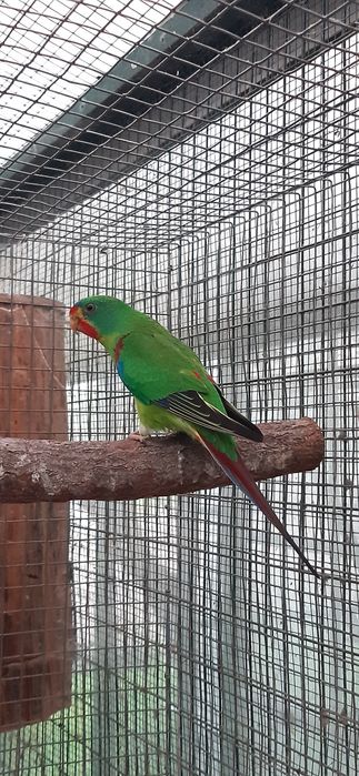 Swift Parrot 2025