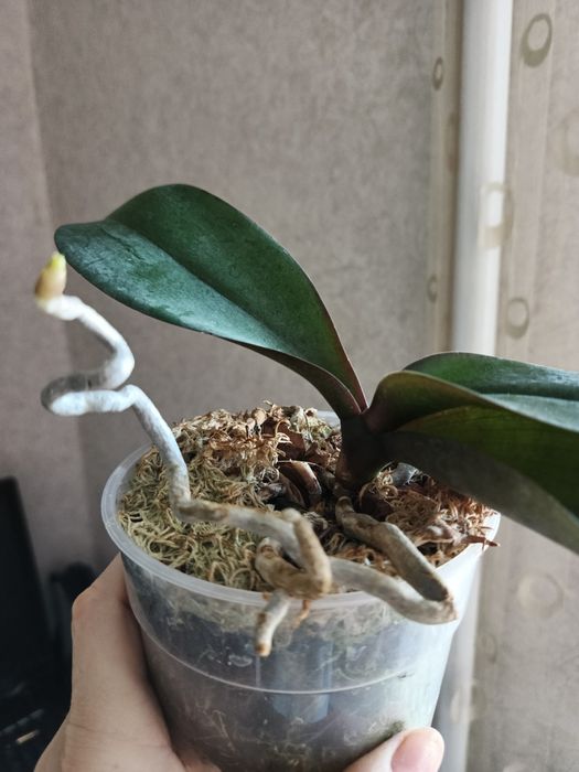 Орхідея сорт Canary