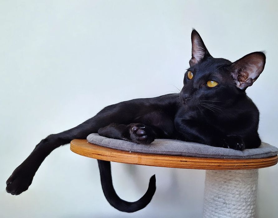 Чёрные ориентальные котята