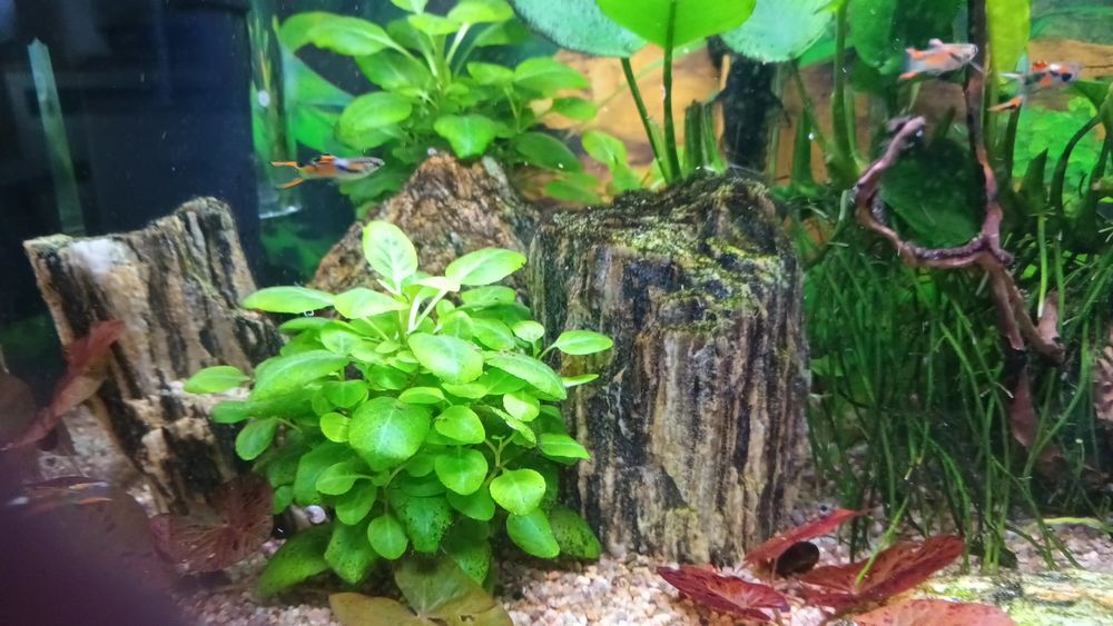 Rybki gupiki endlera