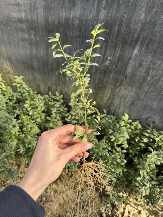 Саджанці самшиту