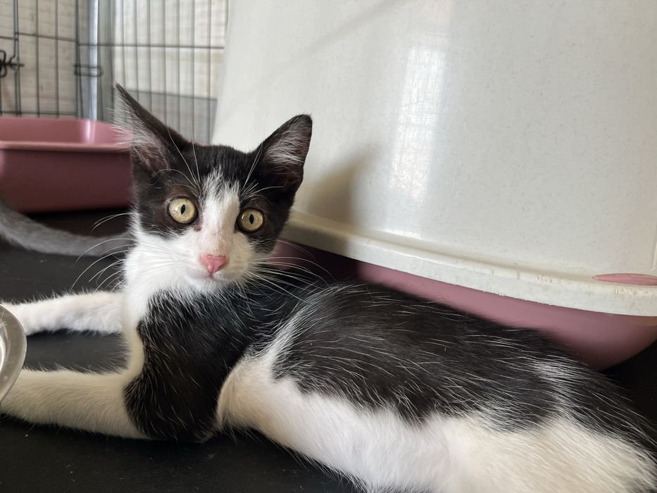 Oreo- Gatinha bebé
