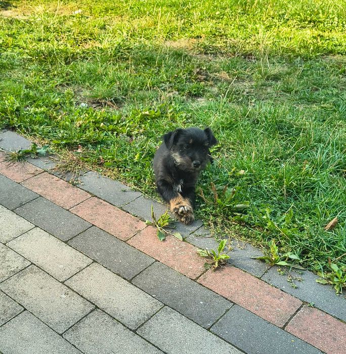 Jack Russell terrier