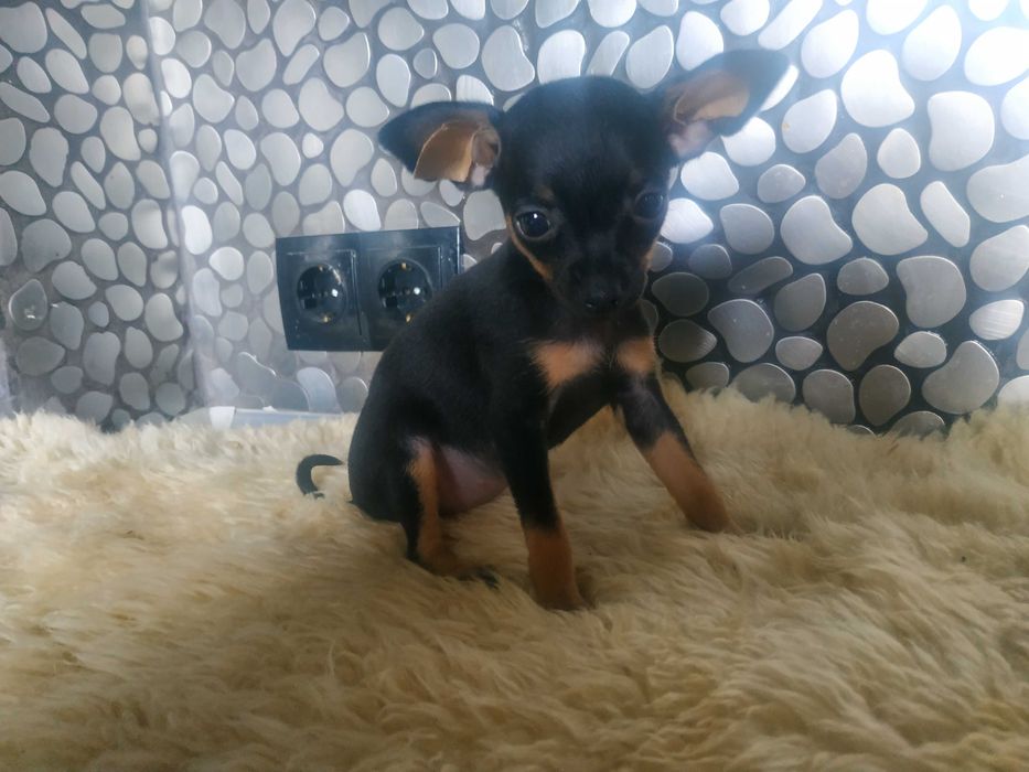 Мини той-терьер девочки,тип оленёнок,черно подпалые.