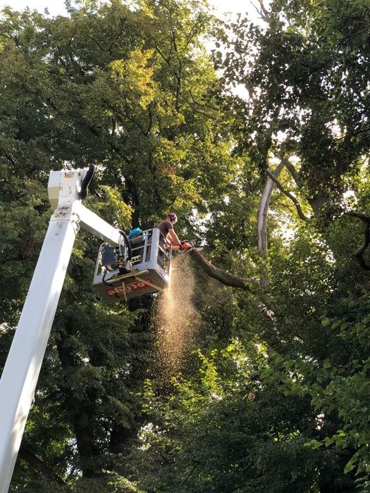 Ścinanie drzew wycinka drzew samosiejek czyszczenie działek wywóz odpa