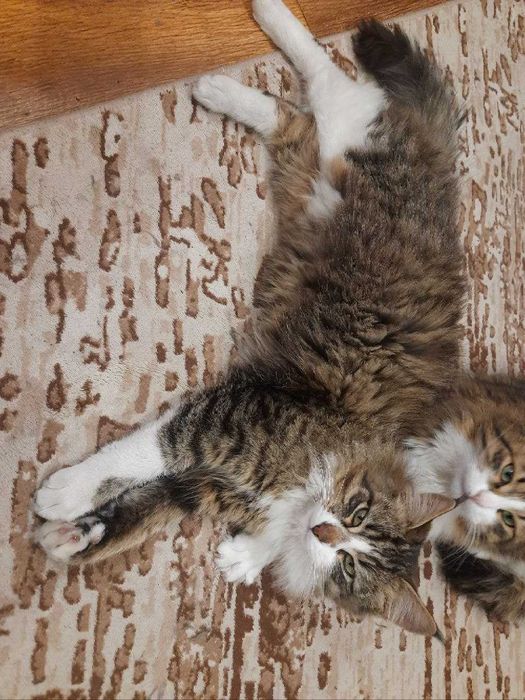 Віддам котів, у дбайливу сім'ю