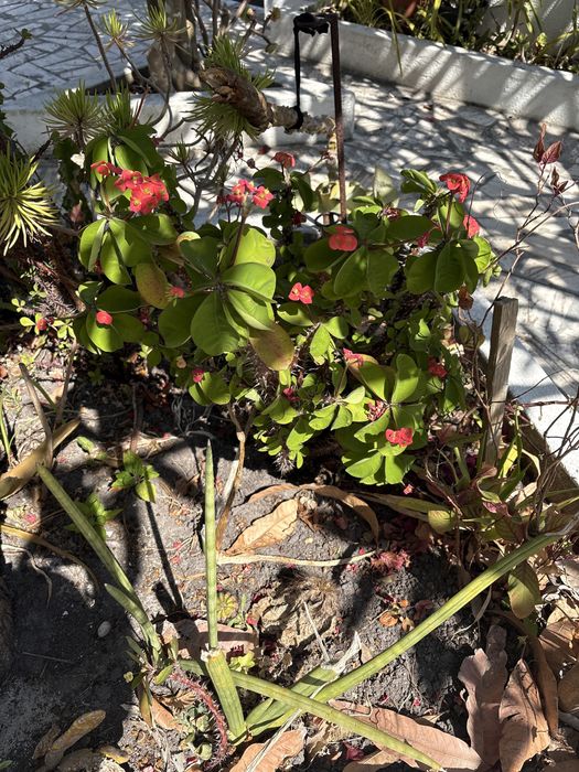 Plantas para dar