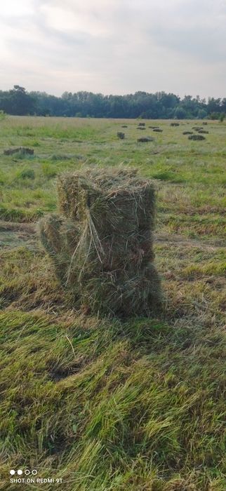 Продам сіно в тюках