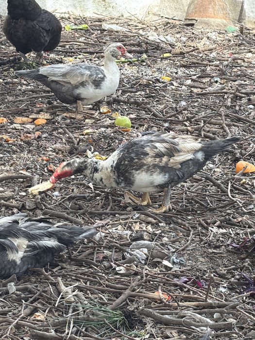 Patos mudos para a venda
