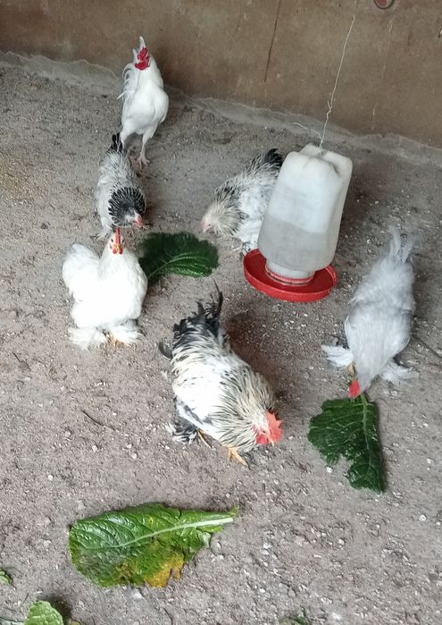 Vendo galo da Índia romano cinzento