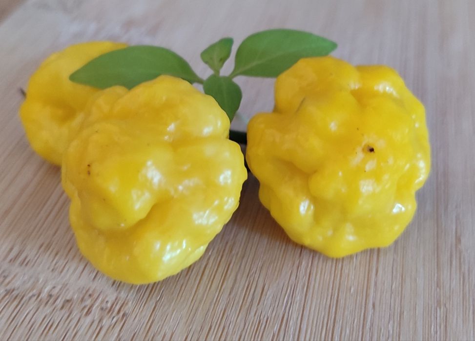 Sementes Bhut Jolokia(Ghost),OFERTA Portes Envio