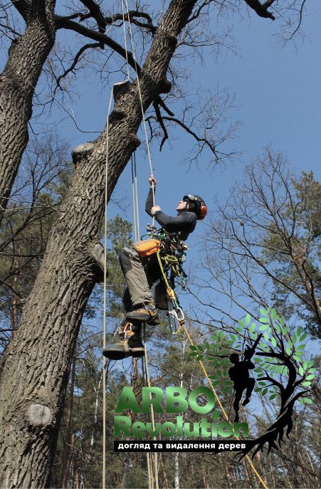 Видалення дерев,спил дерев,кронування,зрізання дерев,удаление деревьев