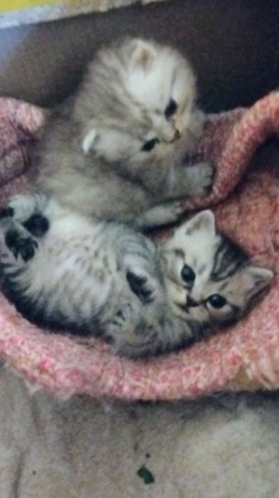 Скоттіш страйт золота та мрамор на срібрі шиншила.Родословна WCF.