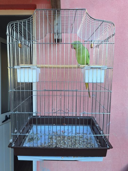 Grande alexandrino fêmea