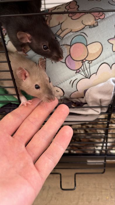 Szczurki do adopcji