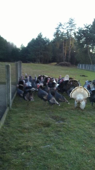 Indyk indyki różne kolory