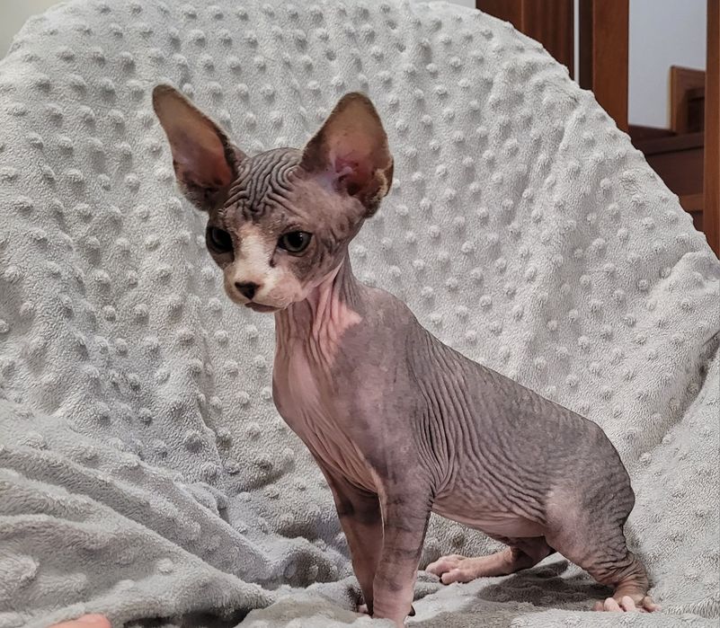 Macho sphynx bebé