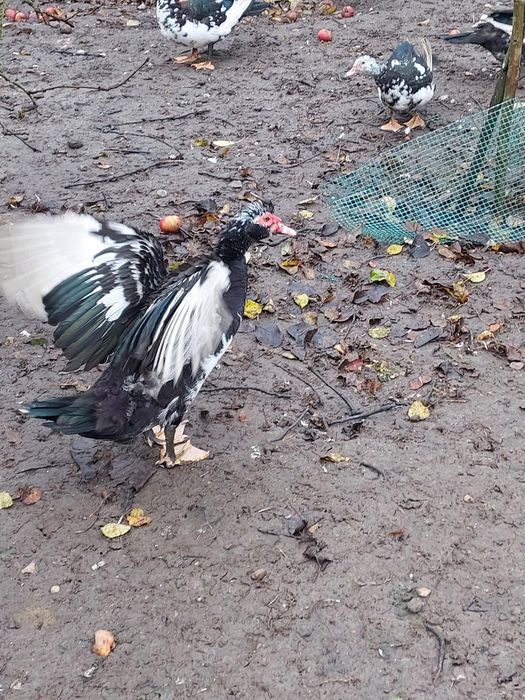 Kaczory francuskie/piżmowe