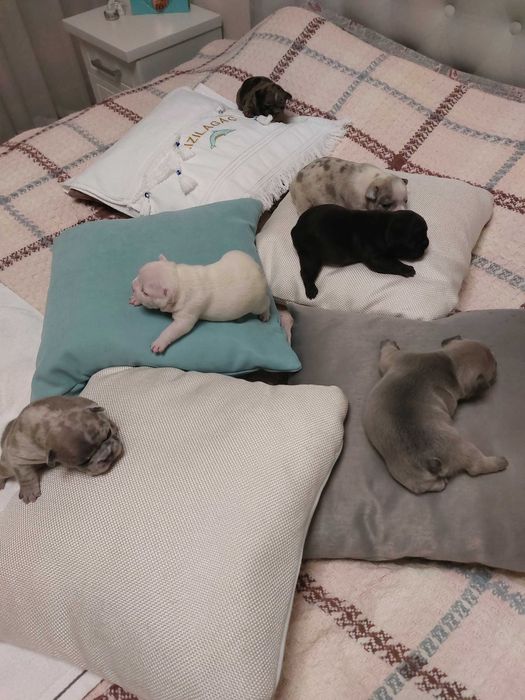 Цуценята французького бульдога