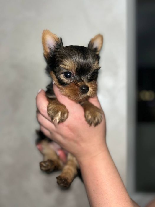 Продам йорка мінідівчинку