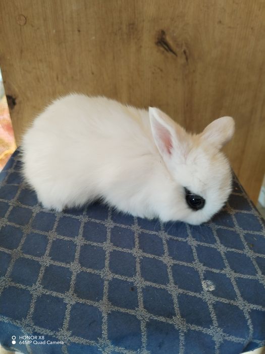 Coelhos anões dóceis