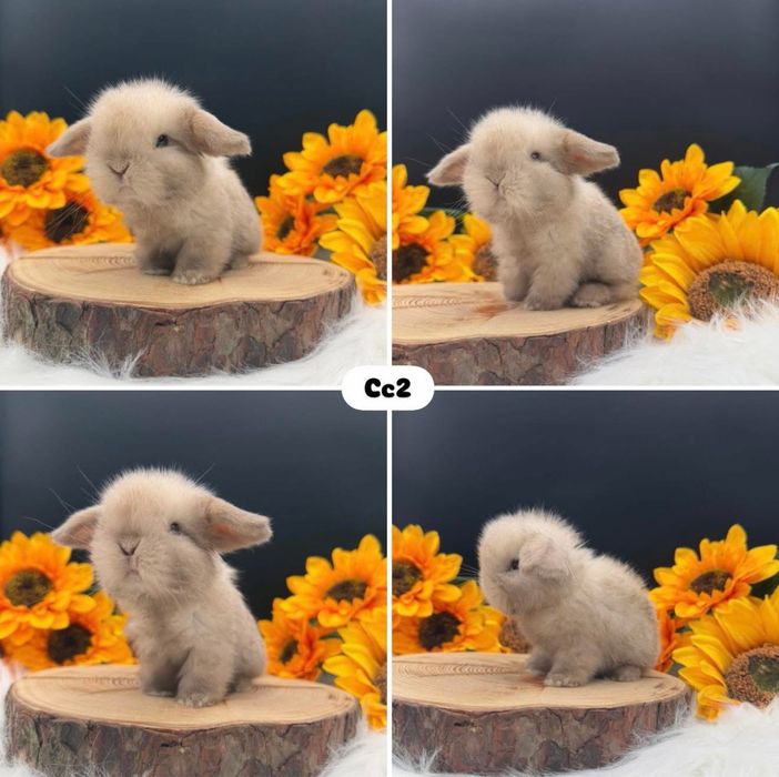 Króliki  Mini Lop