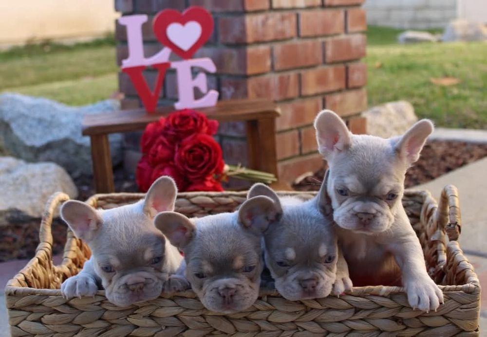 Хлопчики французи.блакитні .