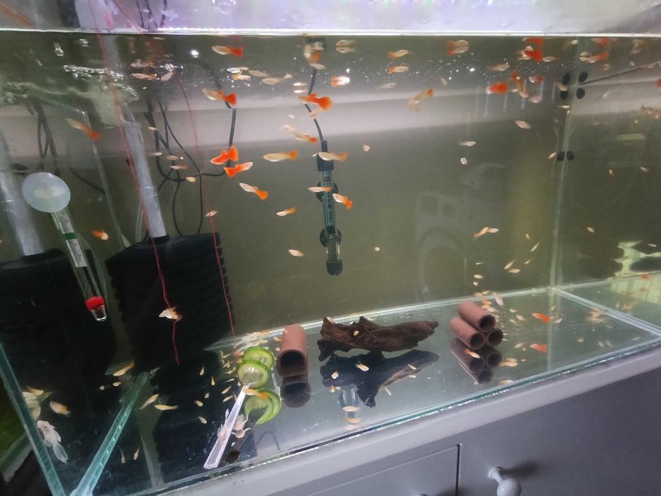 Gupik Full Red Albino