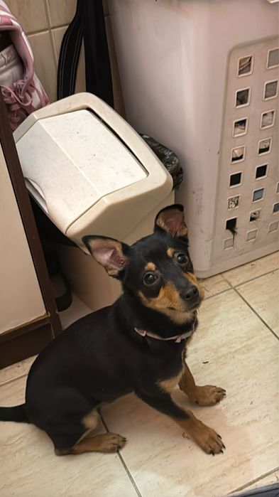 Czoko szuka swojej rodziny