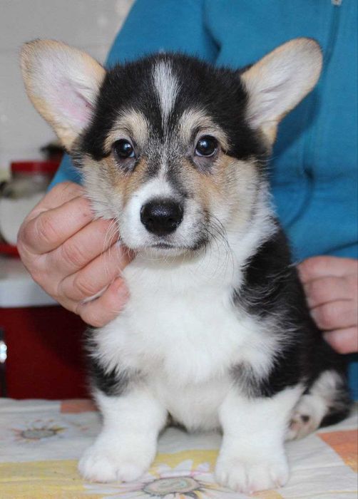 Вельш коргі. Цуценятка з доставкою